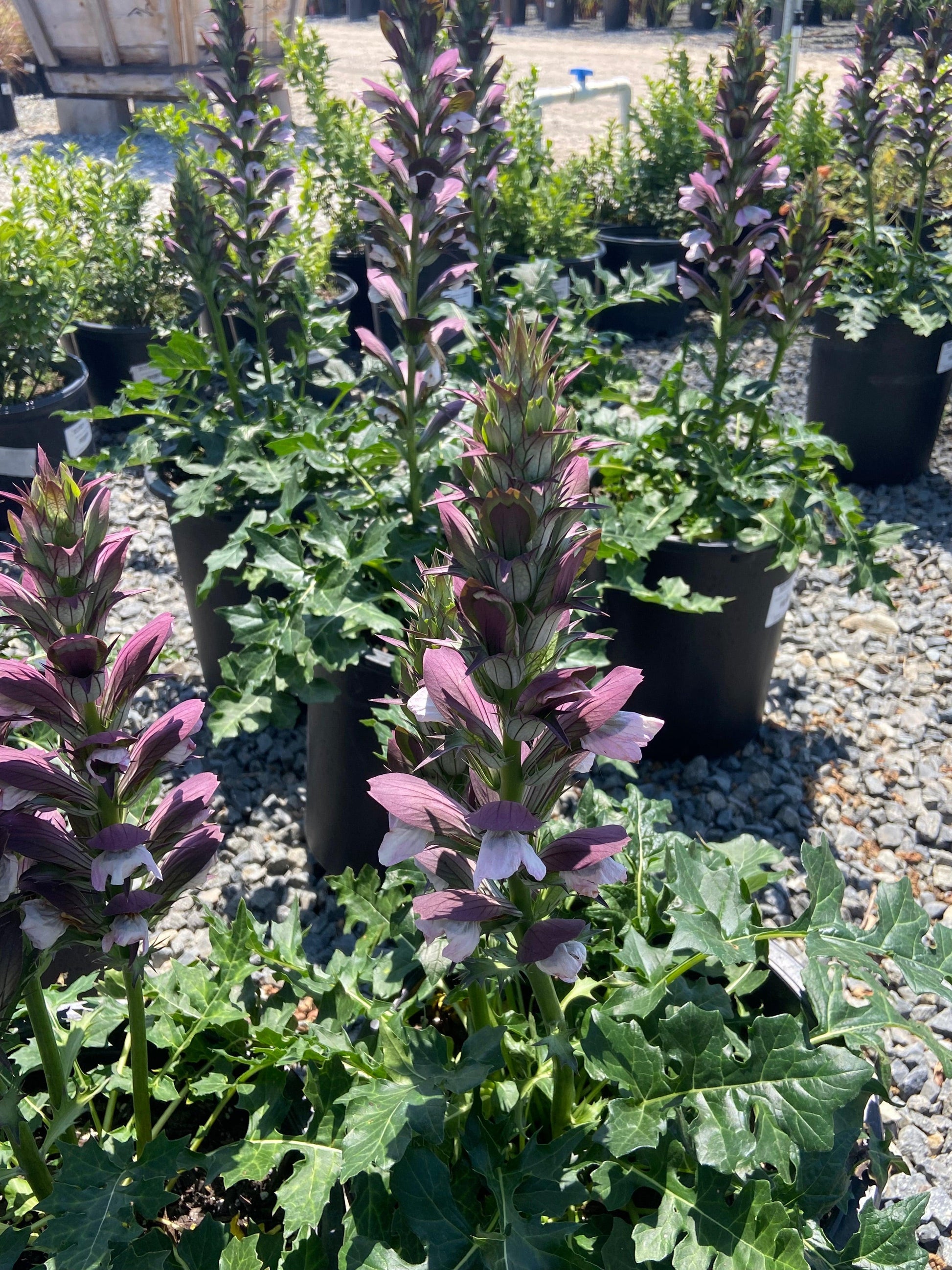 Morning Candle Bear's Breech - Acanthus mollis Morning Candle - Pulled Nursery