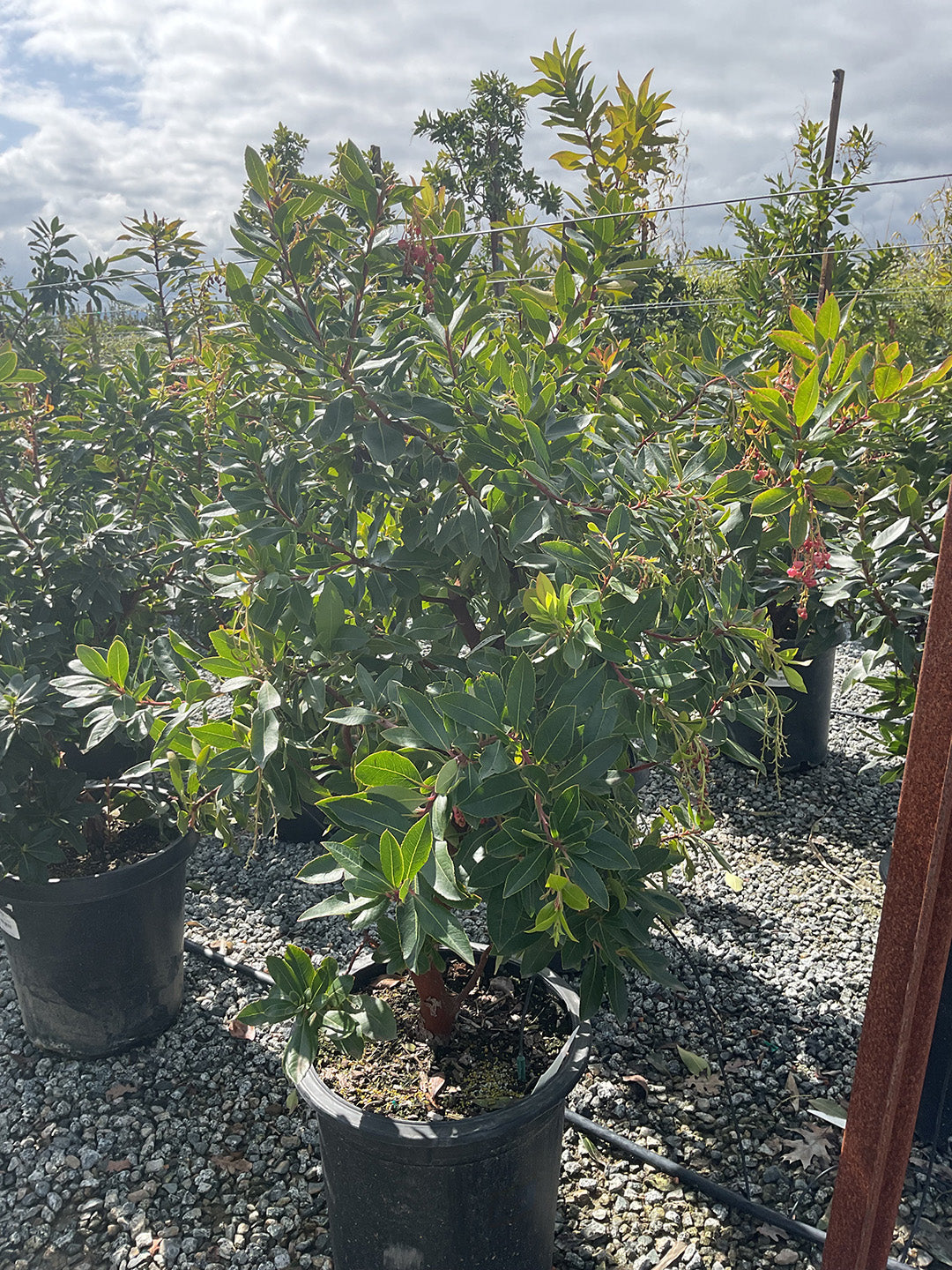 Strawberry Tree (Arbutus ‘Marina’)