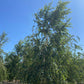 European White Birch (Betula pendula) - Pulled Nursery
