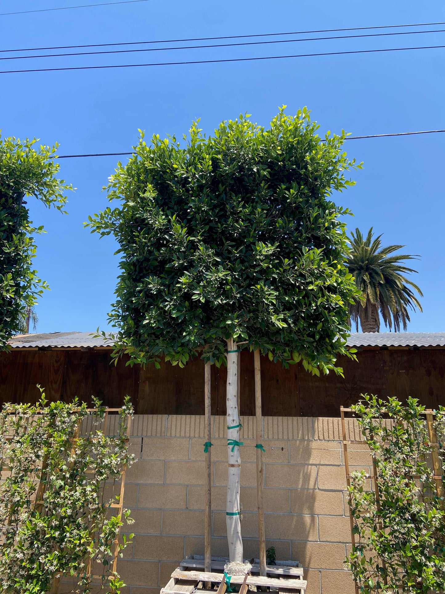 Indian Laurel Tree - Ficus microcarpa nitida - Pulled Nursery