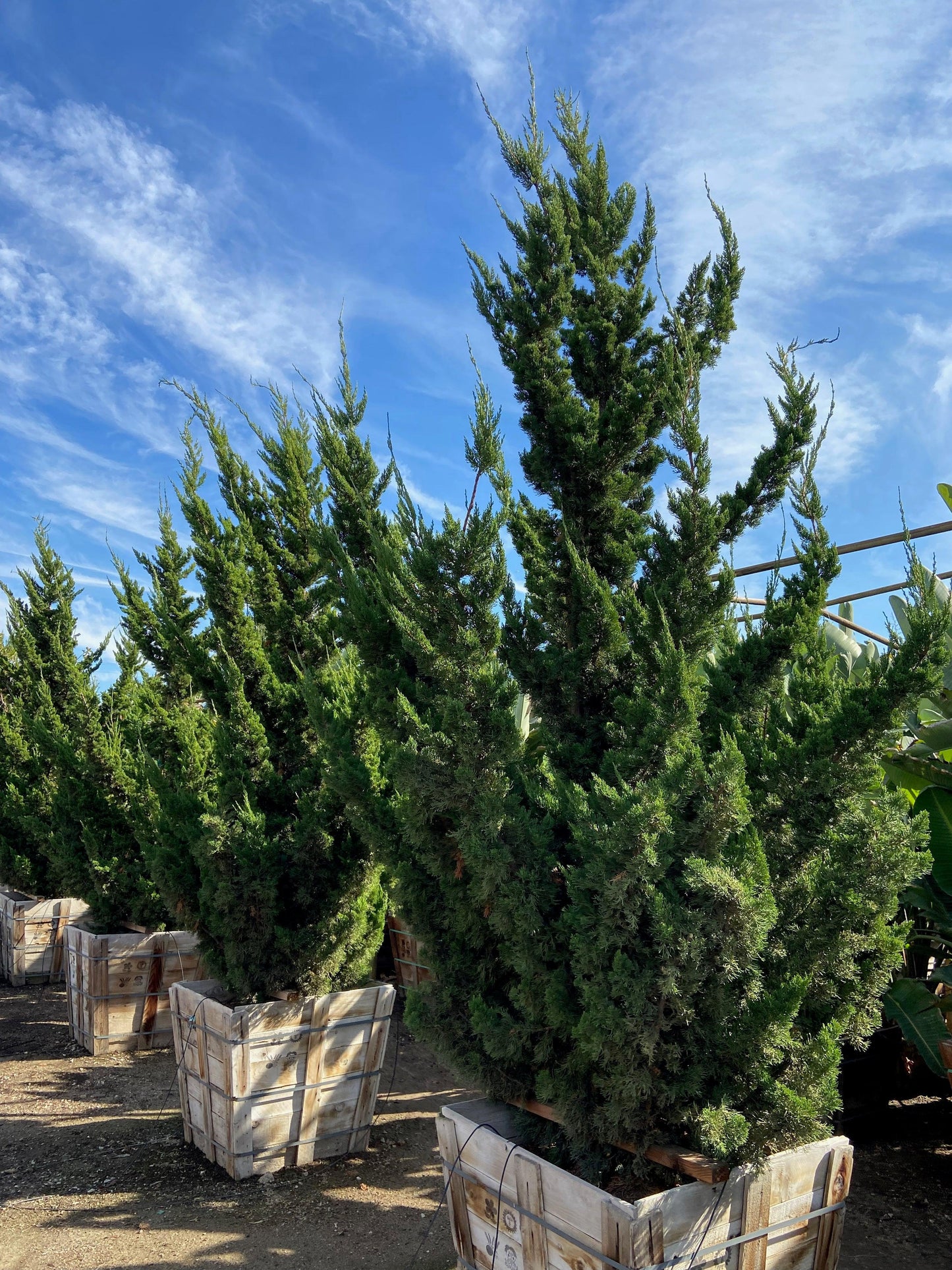 Hollywood Juniper - Juniperus chinensis 'Torulosa’ - Pulled Nursery