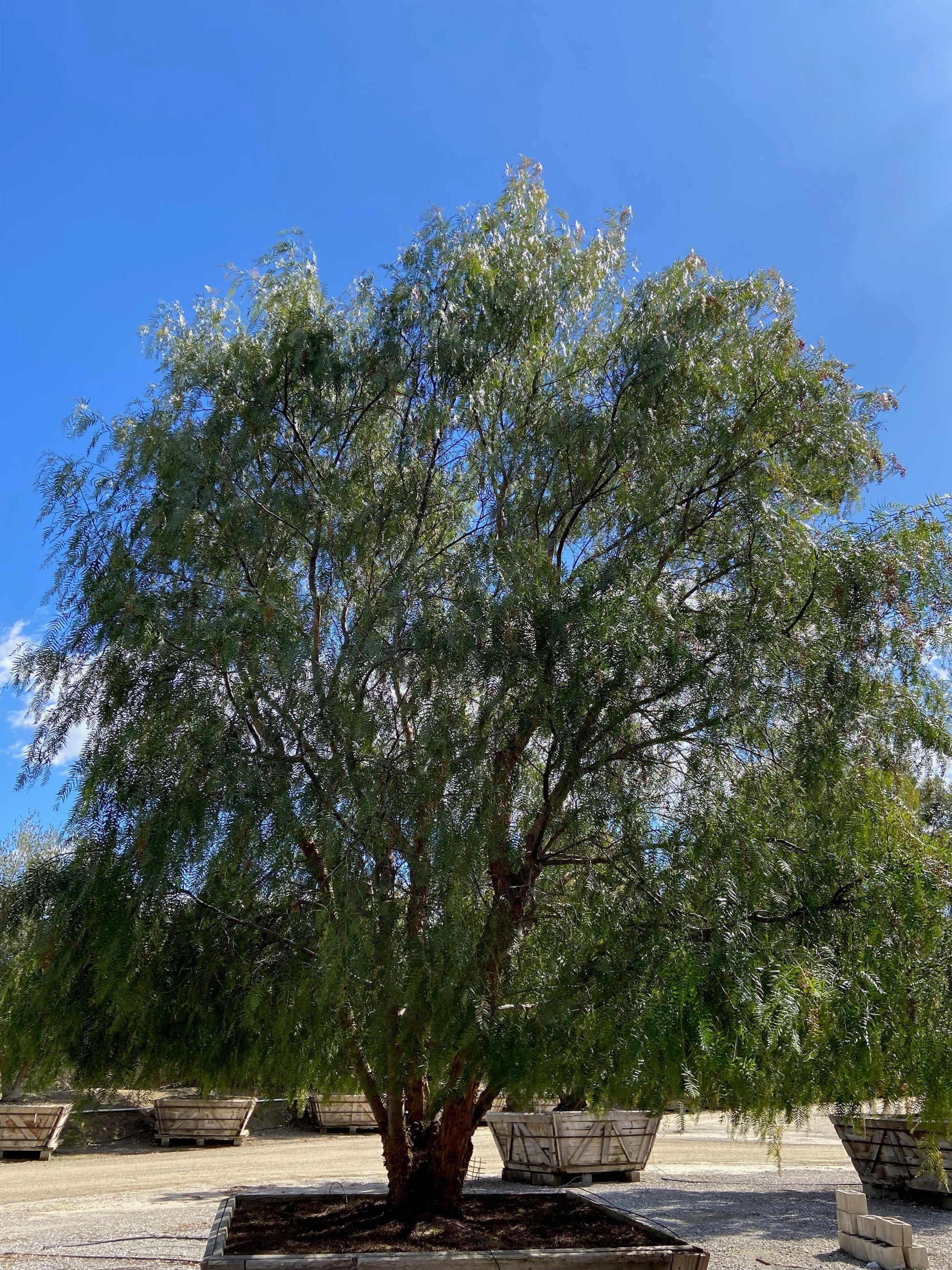 California Pepper Tree (Schinus Molle) - Pulled Nursery