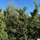 Waxleaf Privet (Ligustrum japonicum ‘Texanum’) - Pulled Nursery