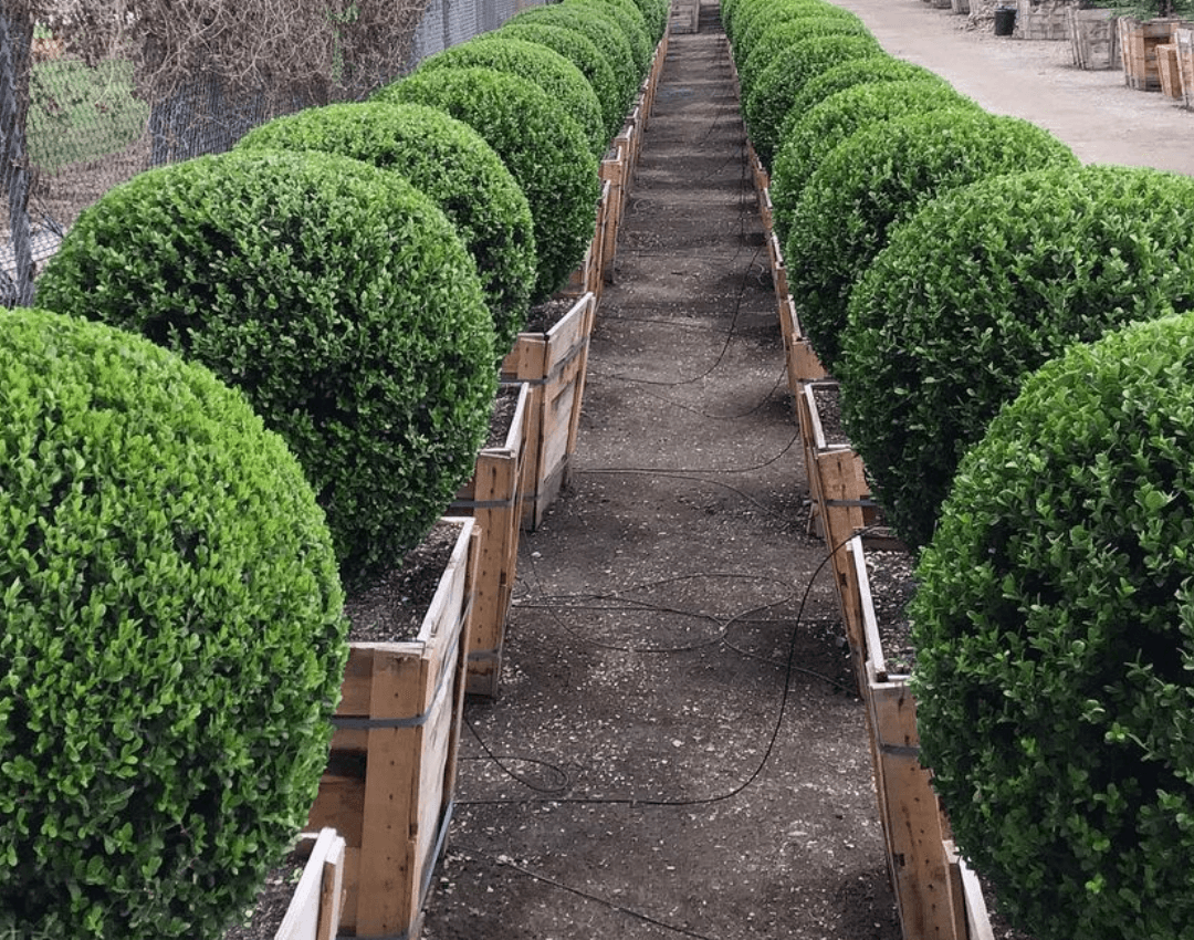 Japanese Boxwood (Buxus japonica ‘Green Beauty’)