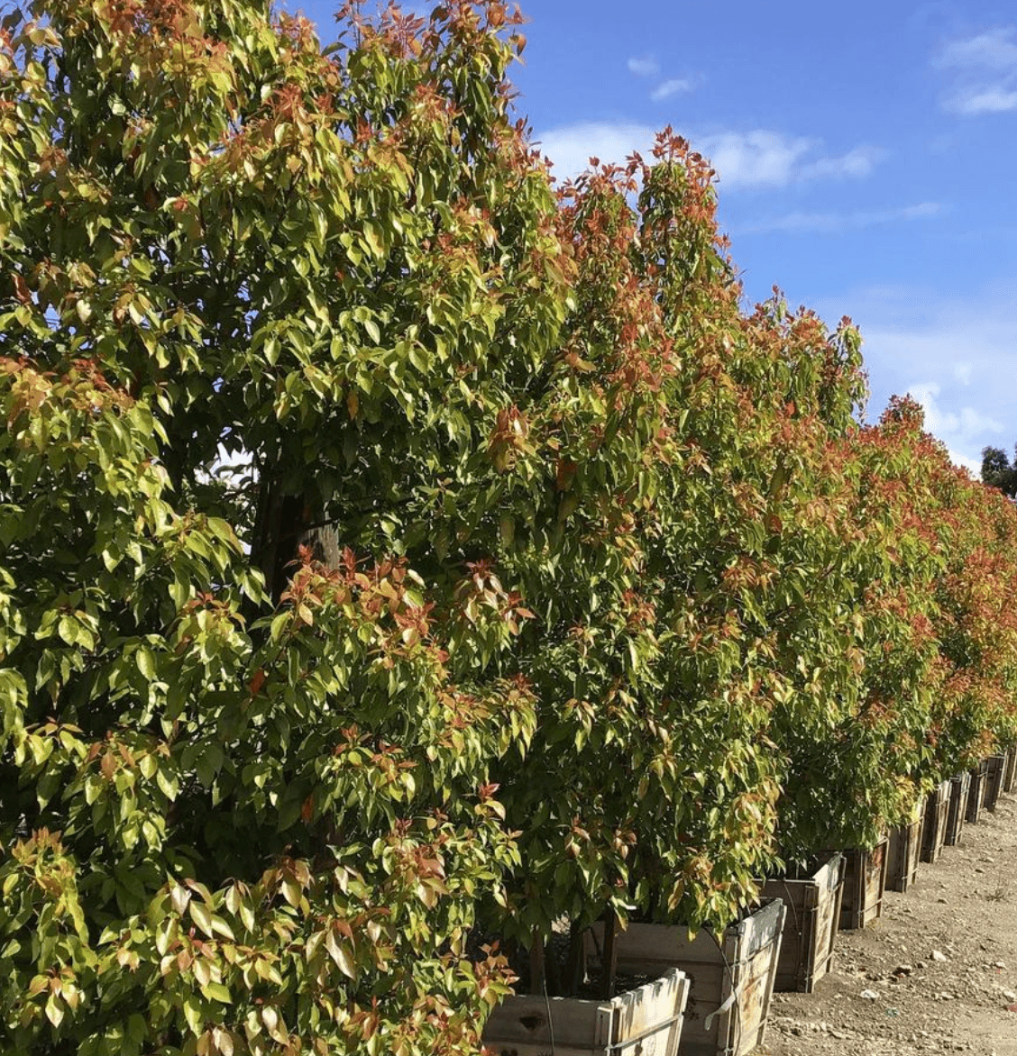 Camphor Tree - Cinnamomum camphora