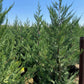 Leyland Cypress (Cupressocyparis leylandii) - Pulled Nursery
