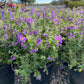 Purple Nightshade - Solanum Xanti Mountain Pride - Pulled Nursery