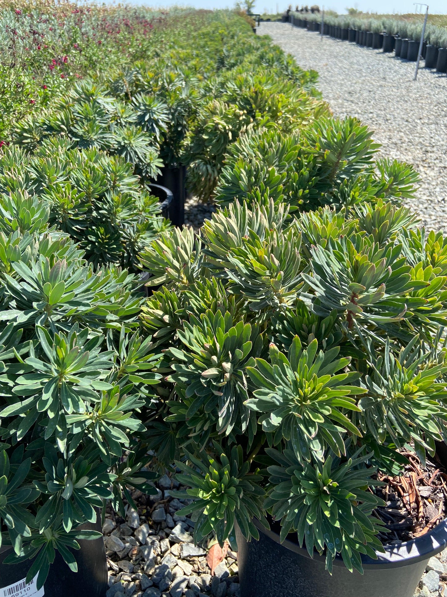 Dwarf Bush Spurge - Euphorbia Martinii - Pulled Nursery