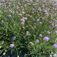 Pincushion Flower - Scabiosa Butterfly Blue - Pulled Nursery