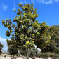 Southern Magnolia (Magnolia Grandiflora) - Pulled Nursery