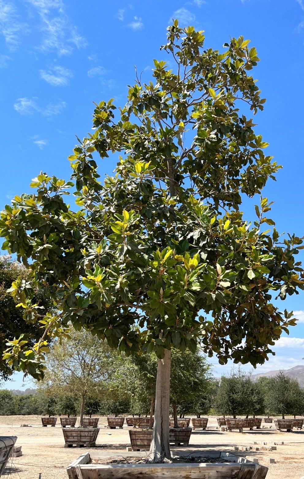 Southern Magnolia (Magnolia Grandiflora) - Pulled Nursery