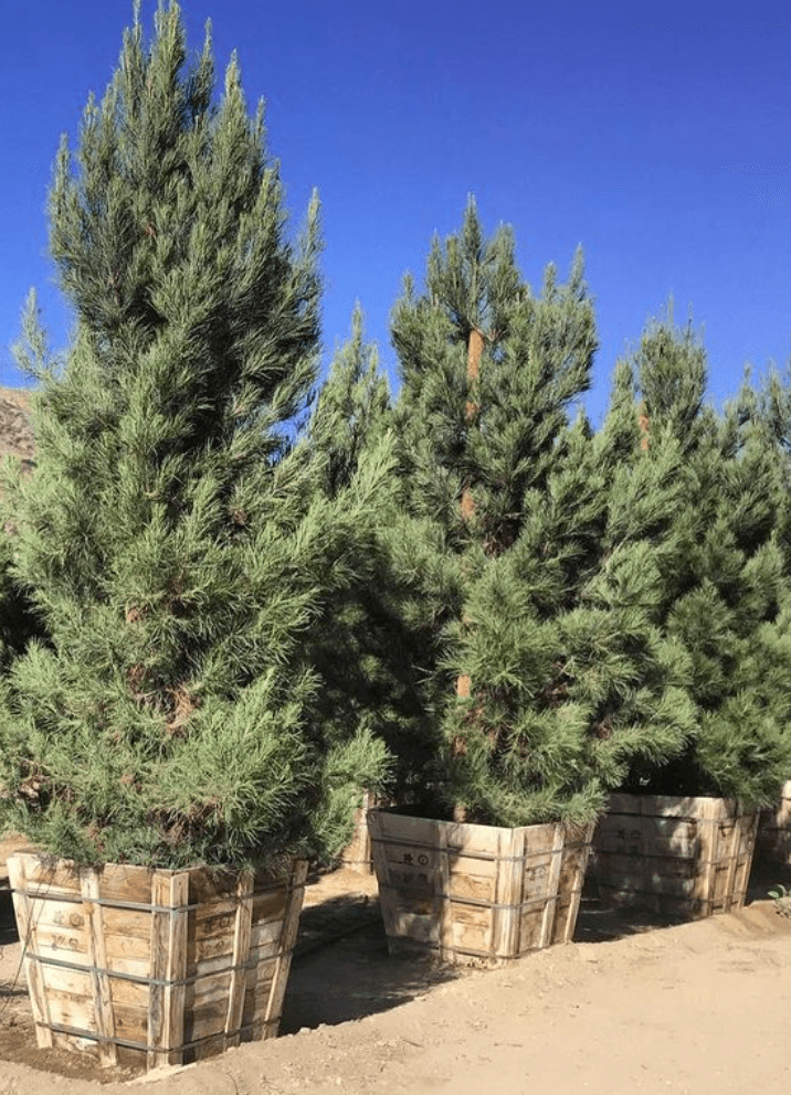 Mondell Pine - Pinus eldarica - Pulled Nursery