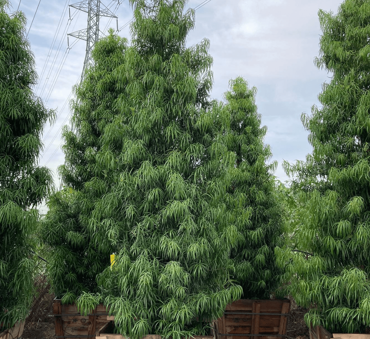 Podocarpus henkelii - Long Leafed Yellowwood - Pulled Nursery