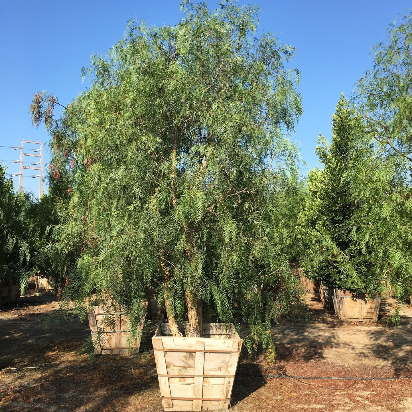 California Pepper Tree (Schinus Molle)