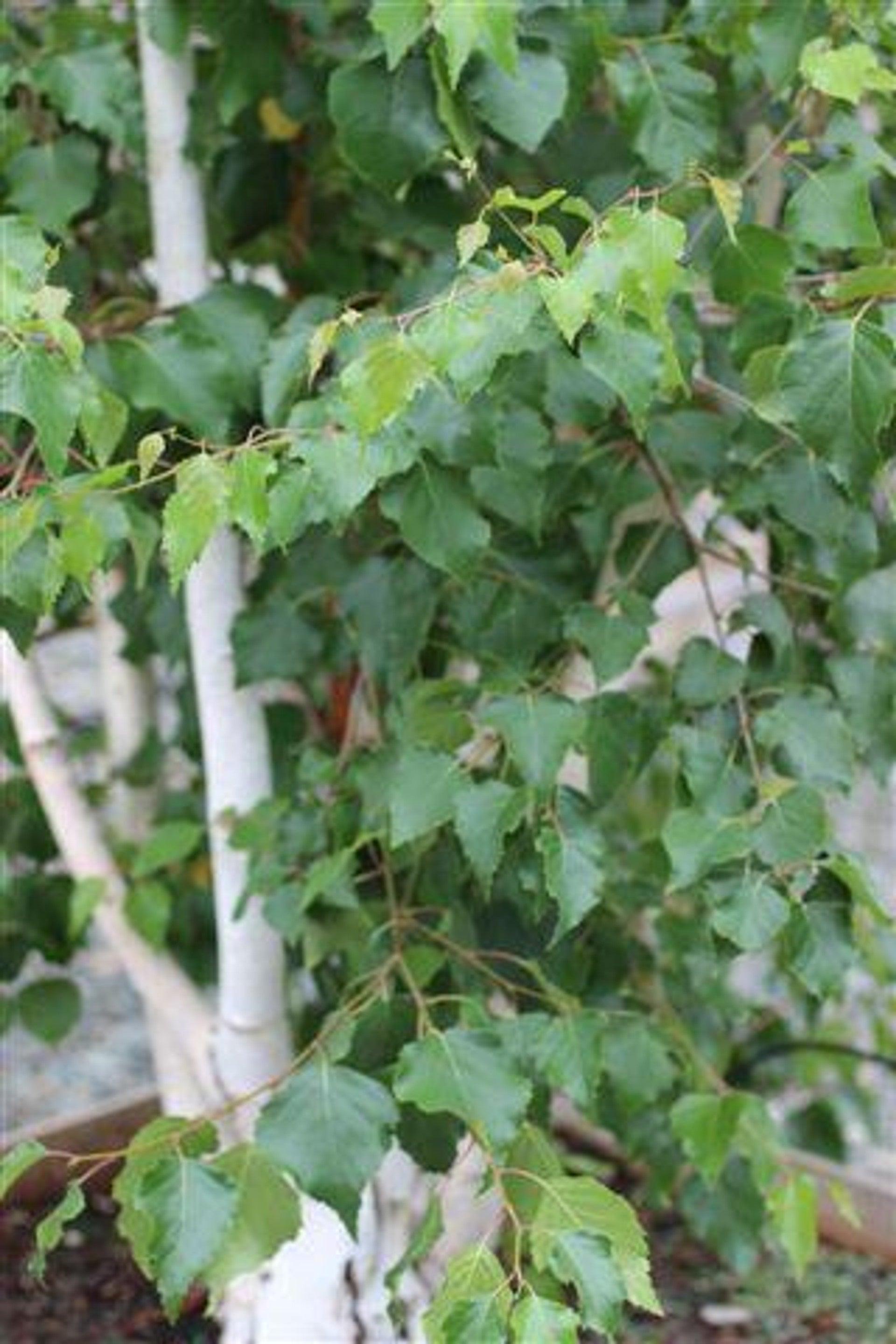 Betula pendula, European white birch