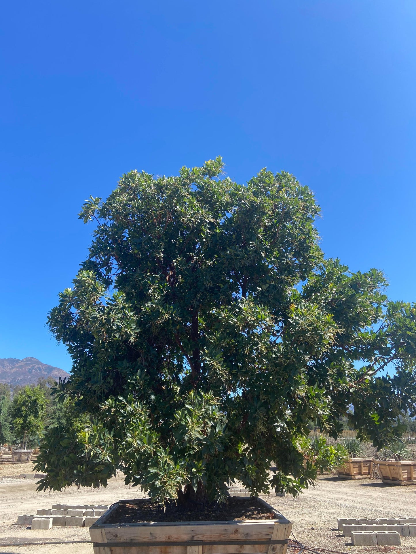Strawberry Tree (Arbutus ‘Marina’) - Pulled Nursery