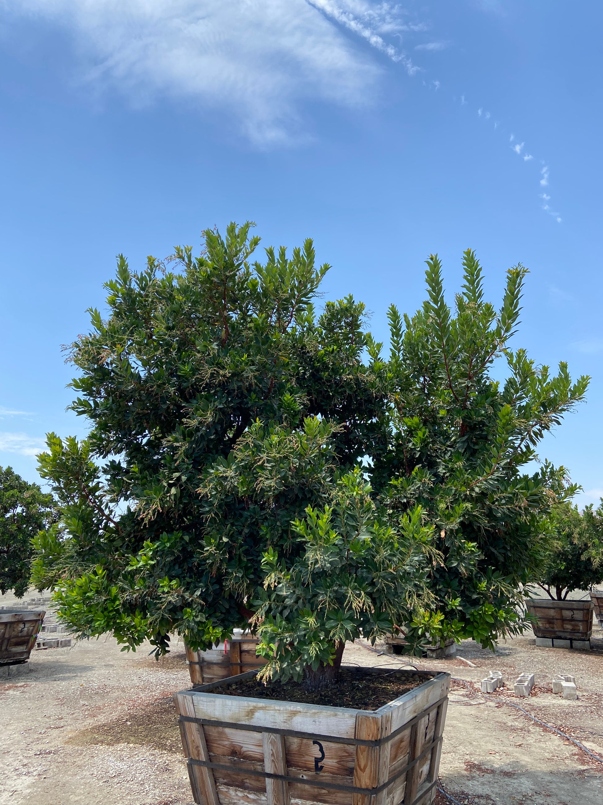 Strawberry Tree (Arbutus ‘Marina’) - Pulled Nursery