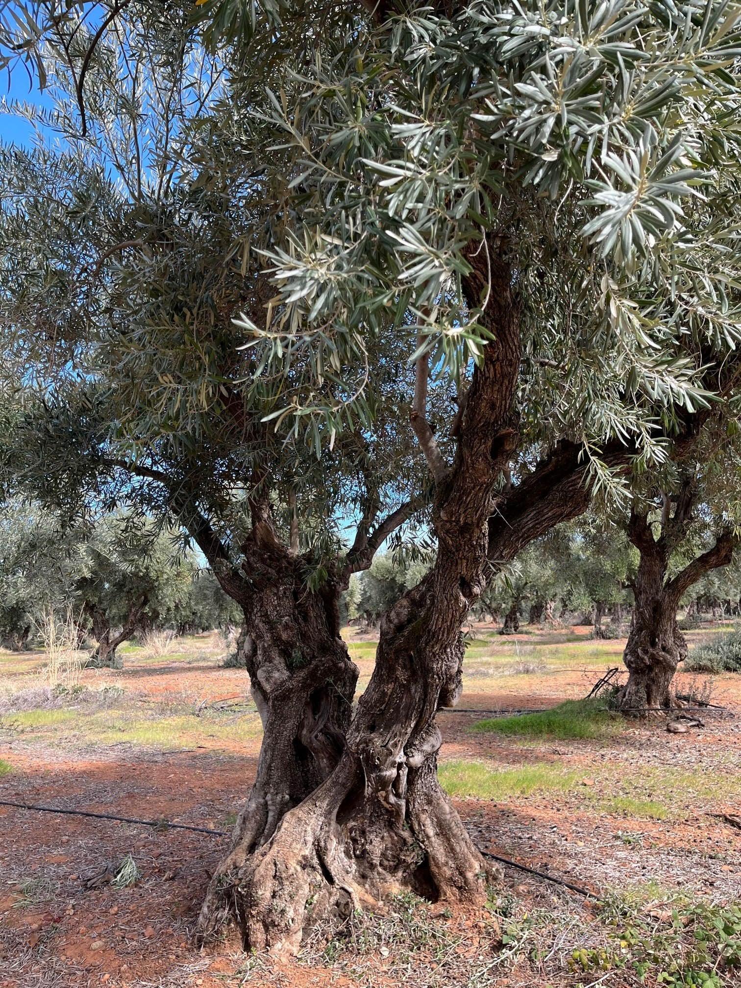 Barouni Olive Tree - Pulled Nursery