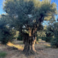 Sevillano Olive Tree (Olea europaea 'Sevillano') - Pulled Nursery