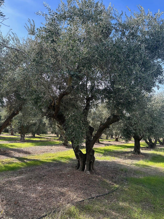 Ascolano Olive Tree - Pulled Nursery