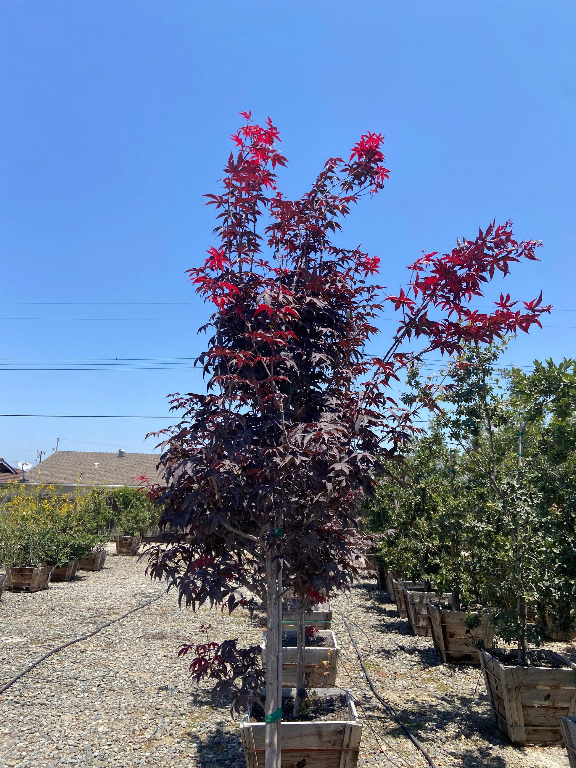 Acer palmatum 'Bloodgood' Red Japanese Maple Tree