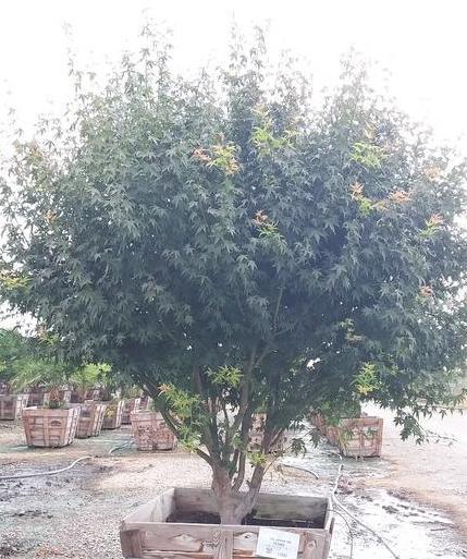 Japanese Maple (Acer Palmatum) - Pulled Nursery