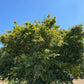 Coral Bark Japanese Maple (Acer Palmatum Sango Kaku) - Pulled Nursery