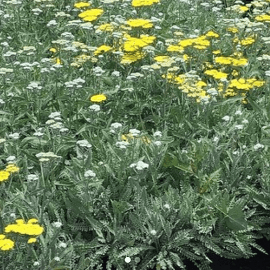 Yarrow - Achillea Millefolium - Pulled Nursery