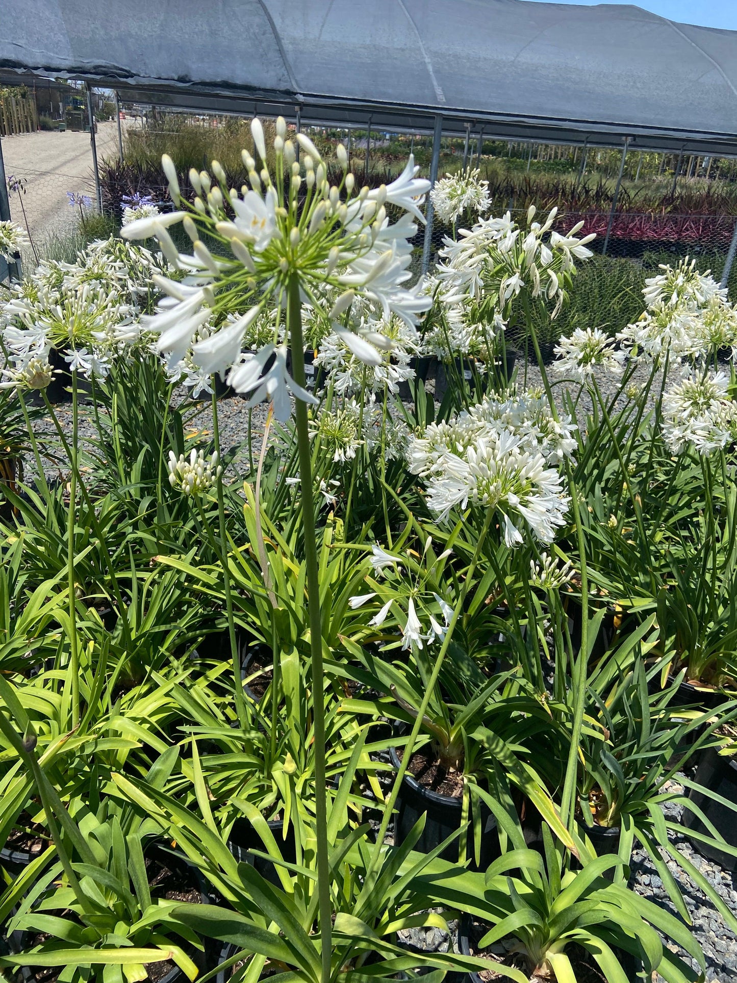 White Lily of the Nile - Agapanthus africanus 'Albus