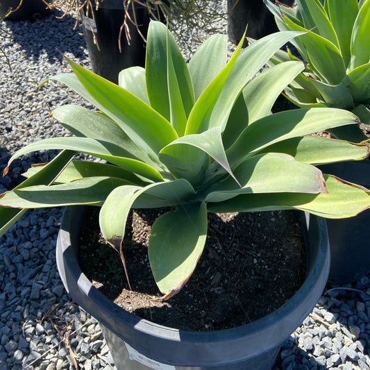 Foxtail Agave - Agave Attenuata - Pulled Nursery
