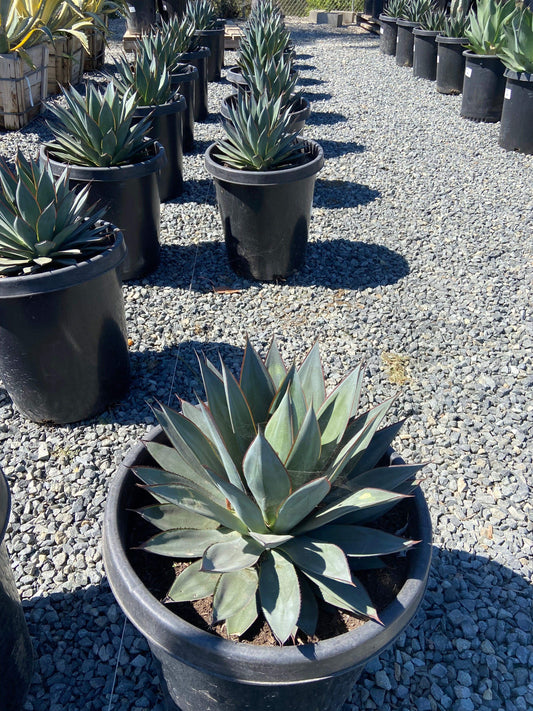 Blue Glow Agave - Agave Blue Glow - Pulled Nursery