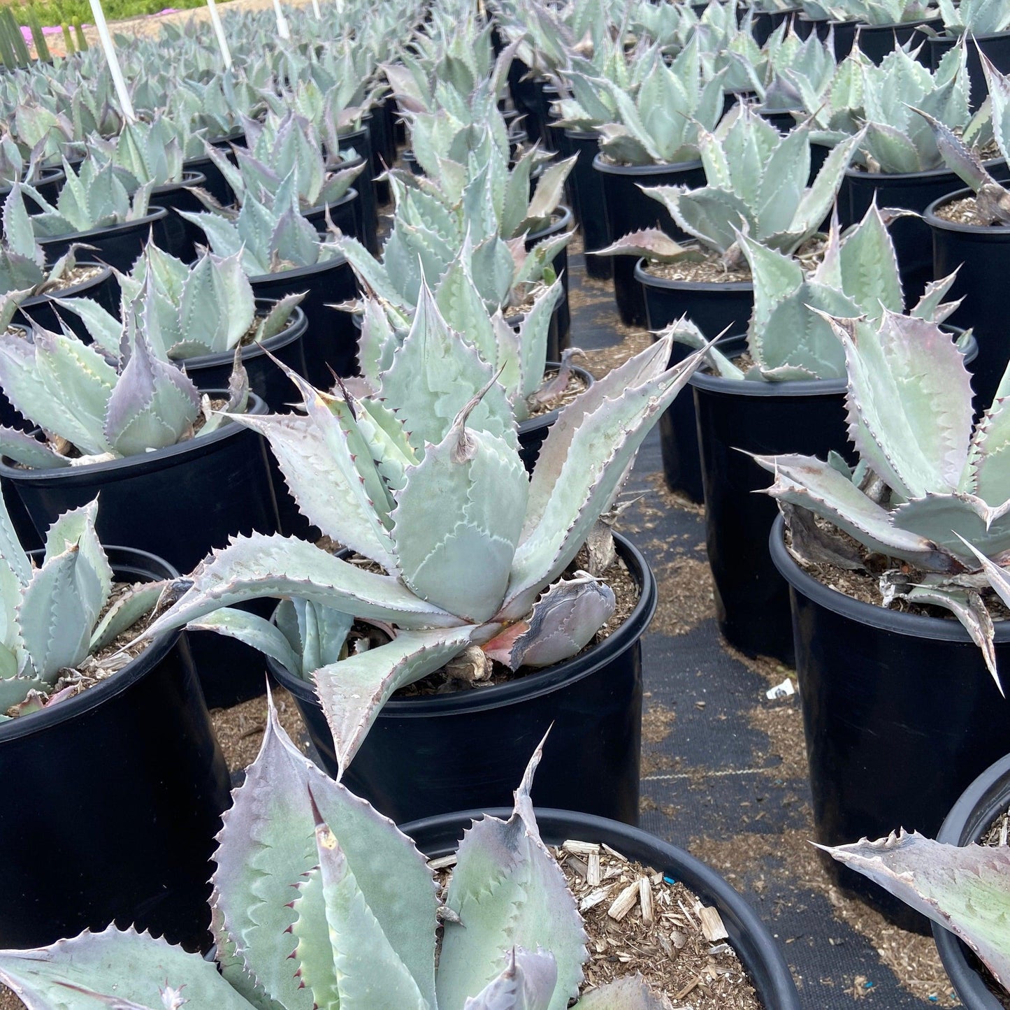 Albicans Agave - Agave celsii albicans x attenuata - Pulled Nursery