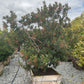 Dwarf Strawberry Tree Arbutus Unedo 'Compacta'