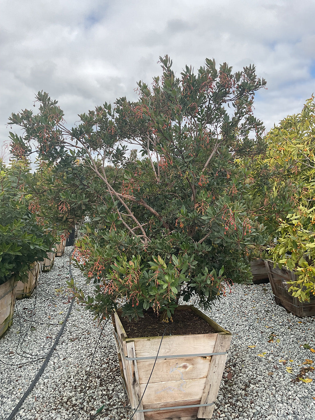 Dwarf Strawberry Tree Arbutus Unedo 'Compacta'