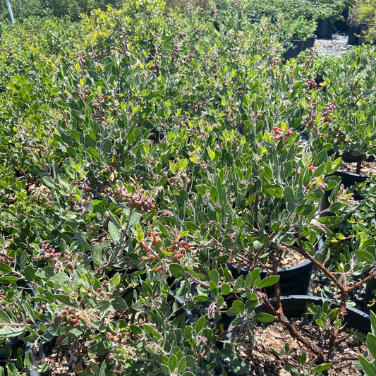Sentinel Manzanita - Arctostaphylos densiflora 'Sentinel' - Pulled Nursery
