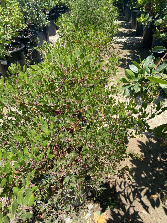 Howard McMinn Manzanita - Arctostaphylos densiflora 'Howard McMinn'