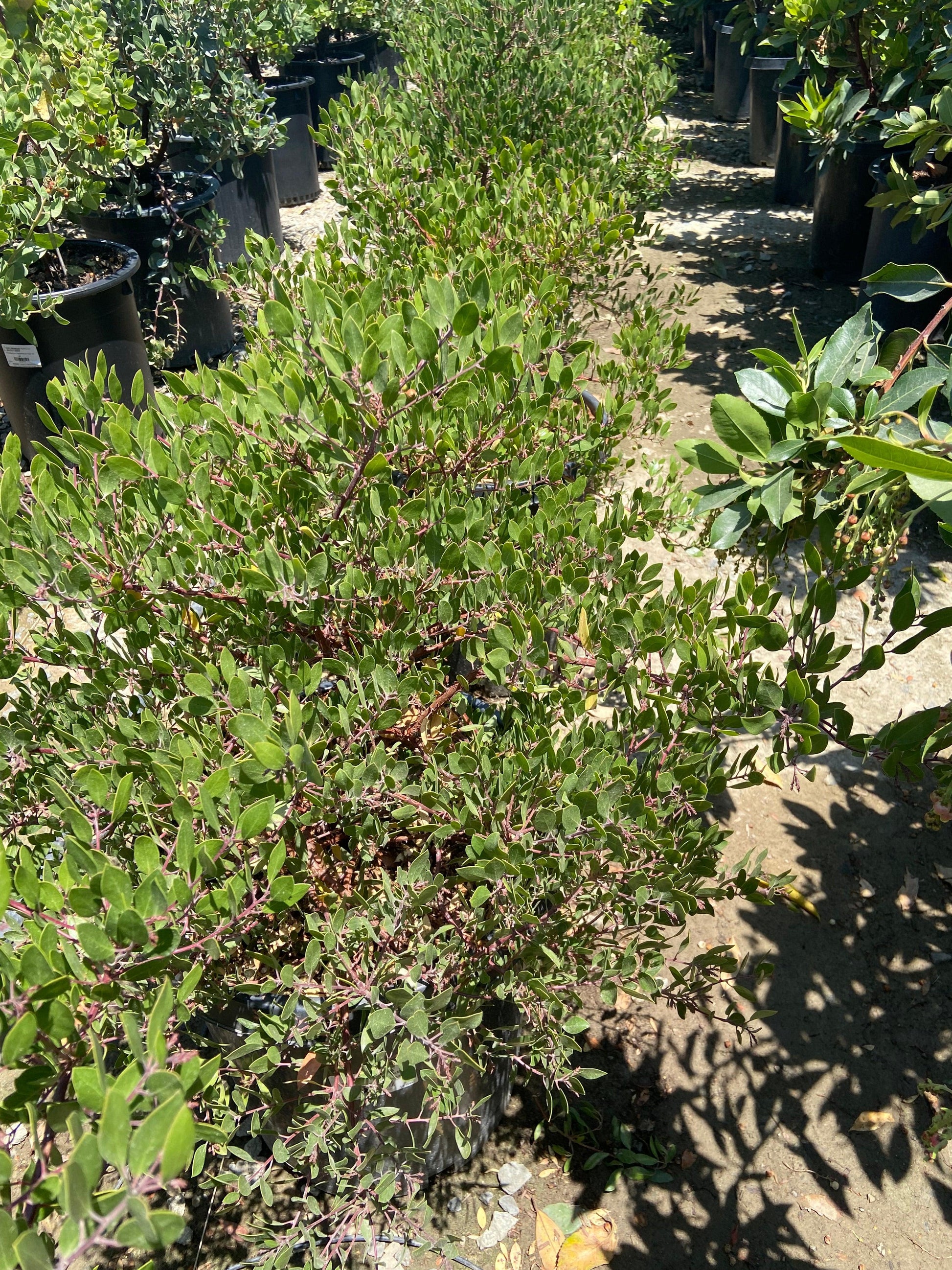 Howard McMinn Manzanita - Arctostaphylos densiflora 'Howard McMinn' - Pulled Nursery