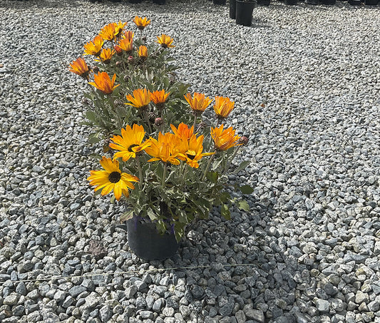 Orange African Daisy - Arctotis Sunburst