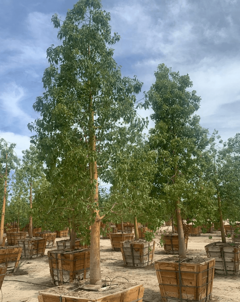 Bottle Tree - Brachychiton populneus - Pulled Nursery