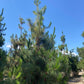 Canary Island Pine (Pinus Canariensis)