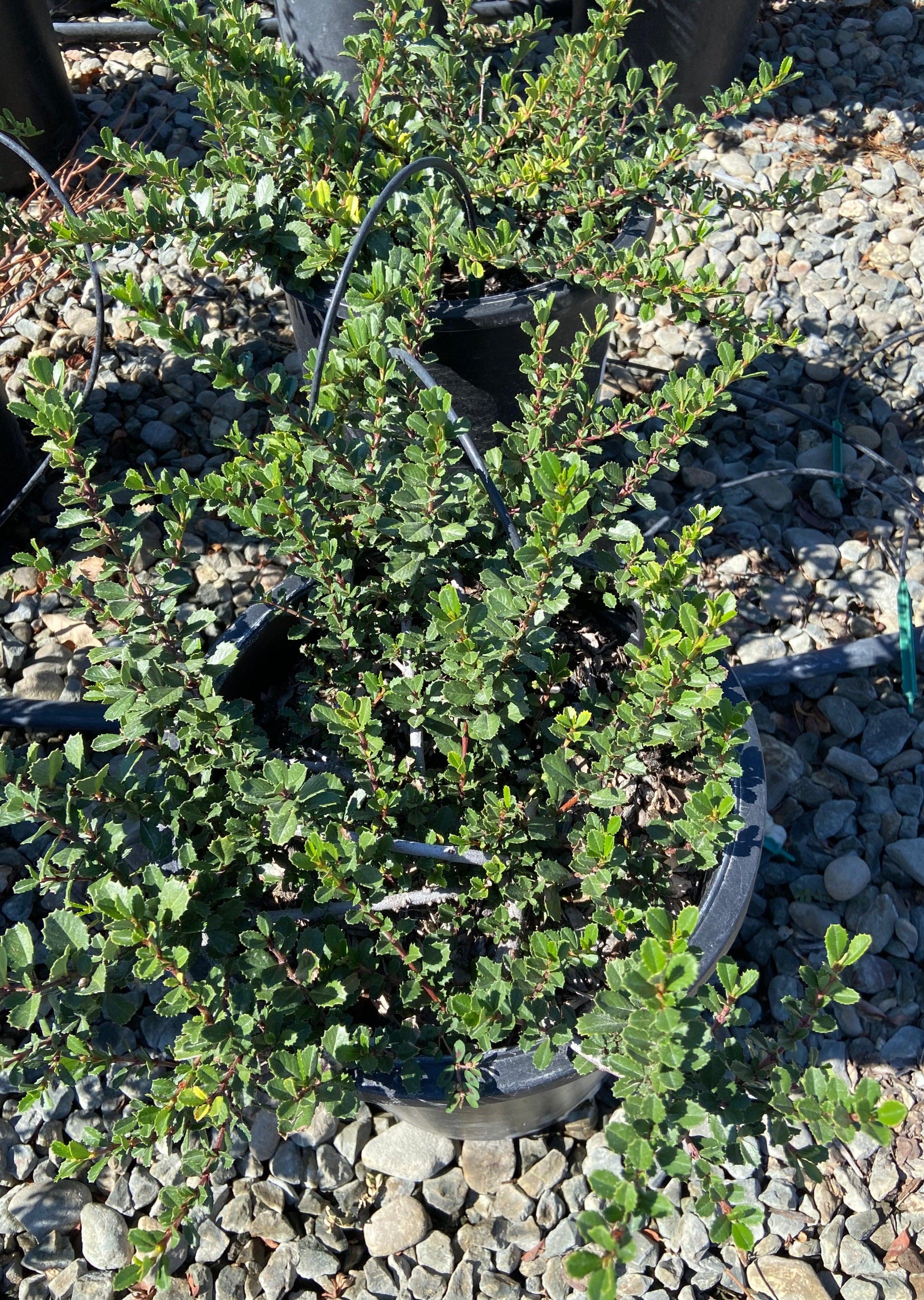 California Lilac - Ceanothus - Pulled Nursery