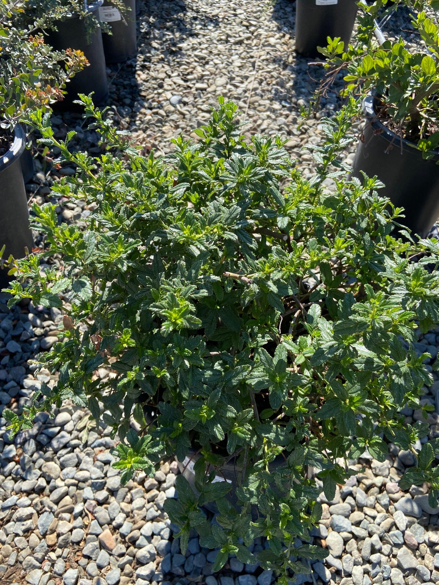 California Lilac - Ceanothus - Pulled Nursery