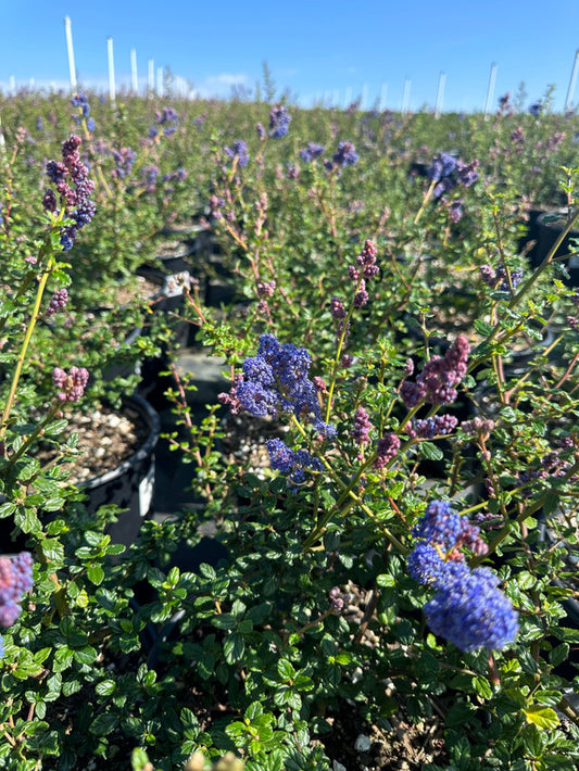 Frosty Blue California Lilac - Ceanothus 'Frosty Blue'