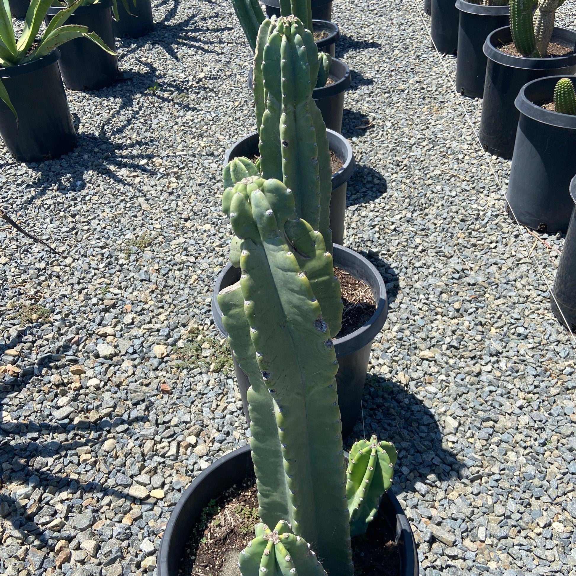 Peruvian Apple Cactus - Cereus peruvianus - Pulled Nursery