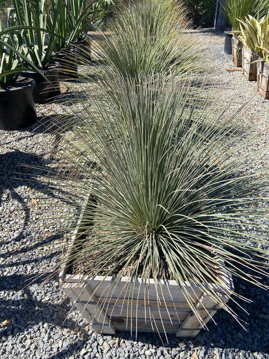 Mexican Grass Tree - Dasylirion Longissimum - Pulled Nursery