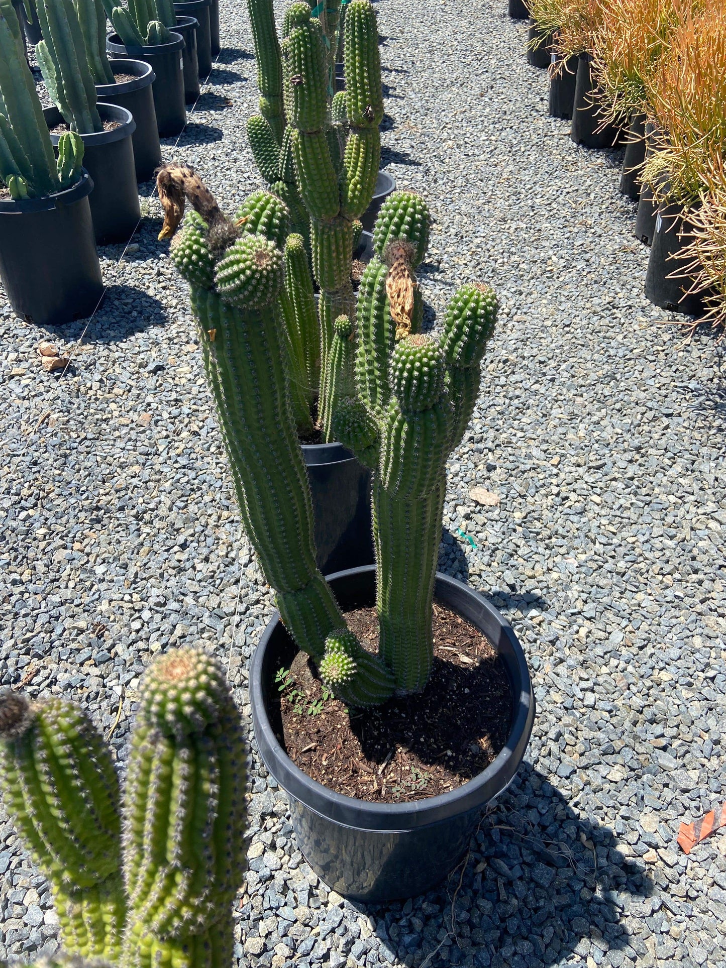 Indian Cob Cactus - Echinopsis brevispinulosus - Pulled Nursery