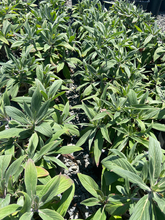 Pride of Madeira - Echium Fastuosum - Pulled Nursery
