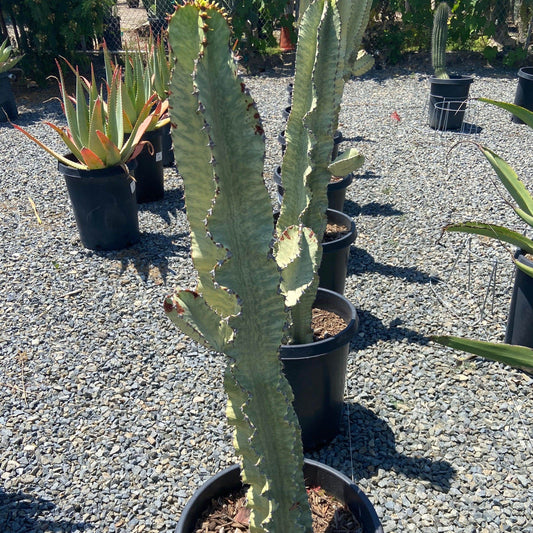 Variegated Euphorbia - Euphorbia ammak 'Variegata' (Specimen) - Pulled Nursery