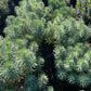 Spurge - Euphorbia - Pulled Nursery