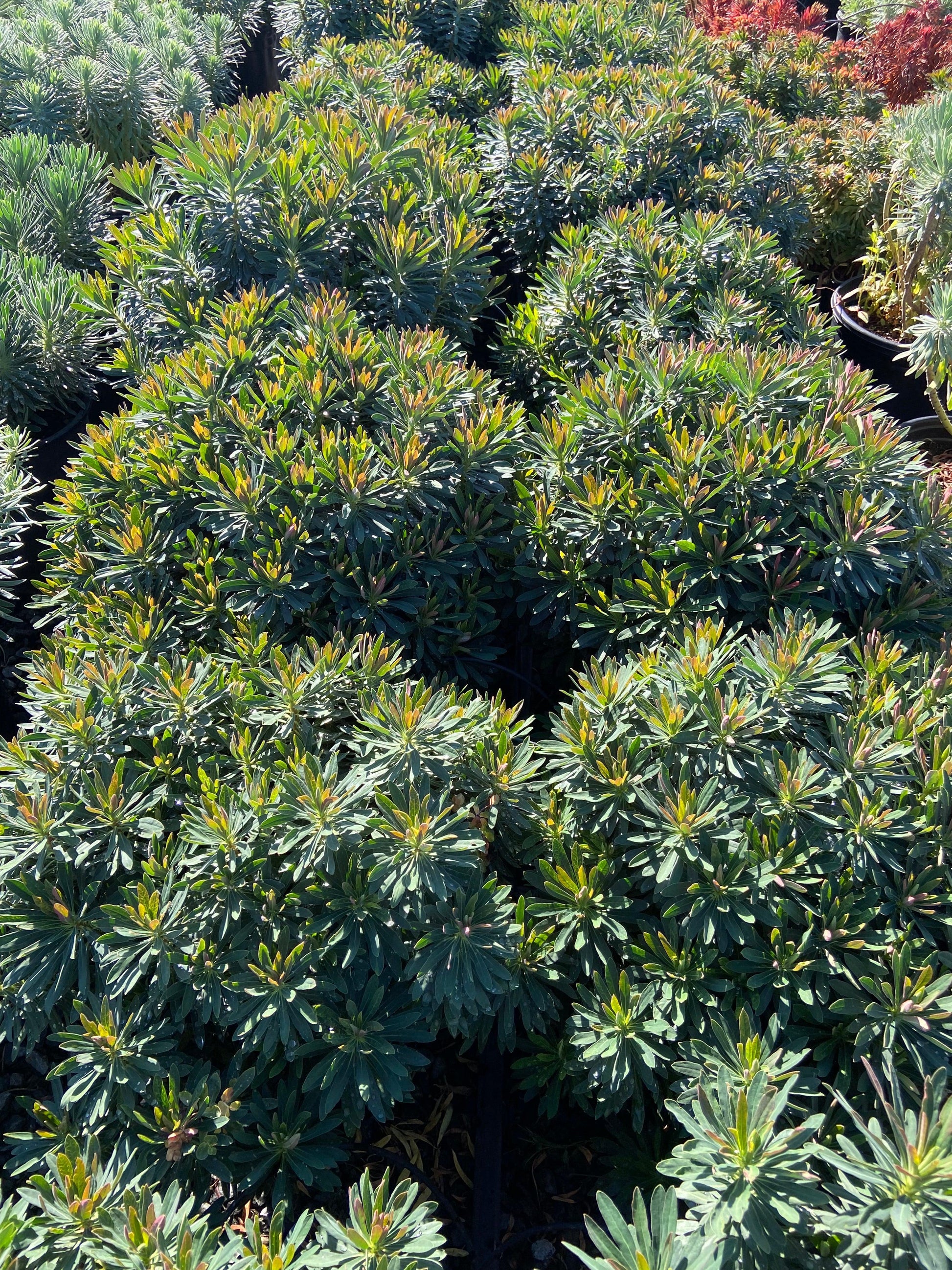 Spurge - Euphorbia - Pulled Nursery